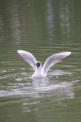 Chroicocephalus ridibundus