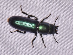 Temnoscheila virescens