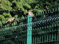 Passer domesticus
