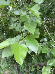 Morus alba