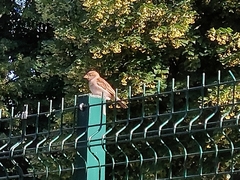 Passer domesticus