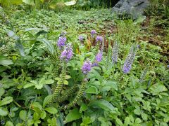 Veronica subsessilis