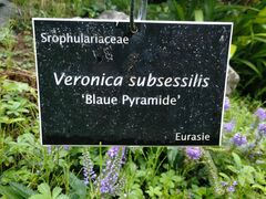 Veronica subsessilis