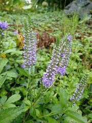 Veronica subsessilis