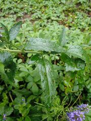 Veronica subsessilis