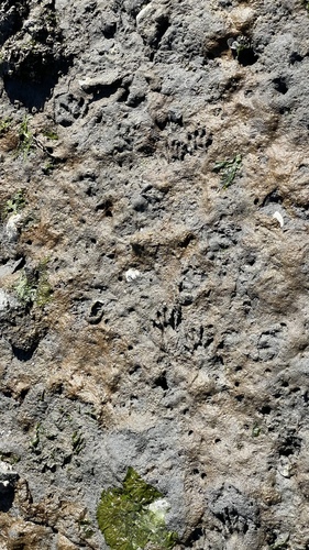 Common Raccoon photographed in Washington