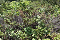 Juniperus communis depressa