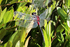 Leucorrhinia glacialis