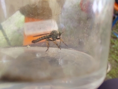 Neomochtherus geniculatus