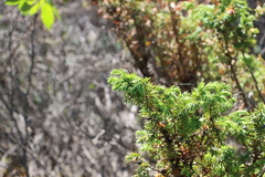 Juniperus communis depressa