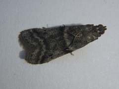 Ephestia elutella