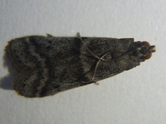 Ephestia elutella