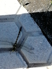 Cordulegaster boltonii