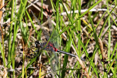 Leucorrhinia glacialis