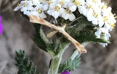 Gillmeria pallidactyla