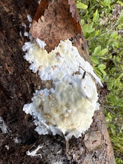 Gloeoporus pannocinctus