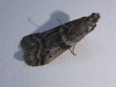 Ephestia elutella