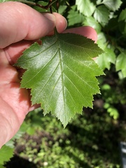 Crataegus chrysocarpa
