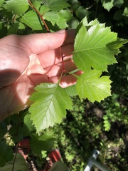 Crataegus chrysocarpa