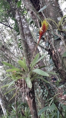Vriesea carinata