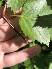 Crataegus chrysocarpa