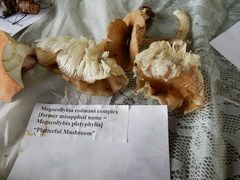 Megacollybia