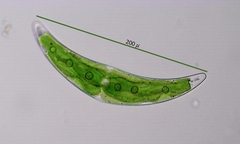 Closterium leibleinii