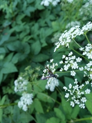 Hymenoptera