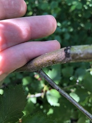 Crataegus chrysocarpa