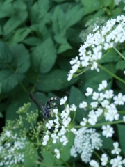 Hymenoptera
