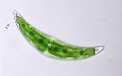 Closterium leibleinii