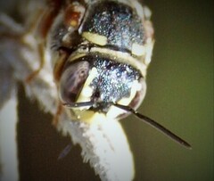 Dianthidium texanum
