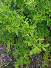 Crataegus atrofusca