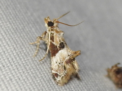Neodavisia melusina