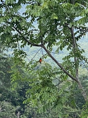 Ramphocelus passerinii