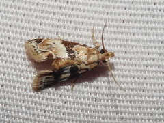 Neodavisia melusina