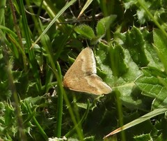 Pyrausta aerealis