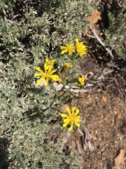 Crepis acuminata