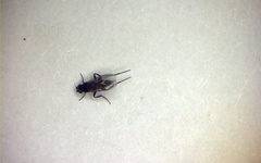 Metopininae
