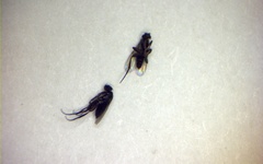 Metopininae