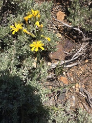 Crepis acuminata