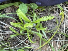 Achillea ptarmicoides