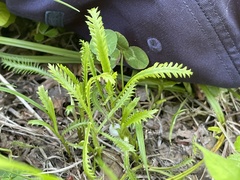 Achillea ptarmicoides