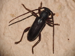 Anelaphus moestus