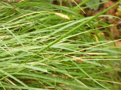 Sesleria