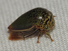 Stictopelta marmorata