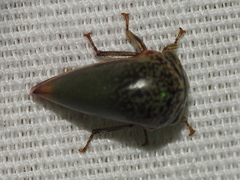 Stictopelta marmorata