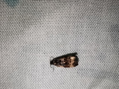 Endothenia gentianaeana