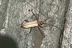 Centrodera