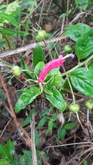 Centropogon cornutus